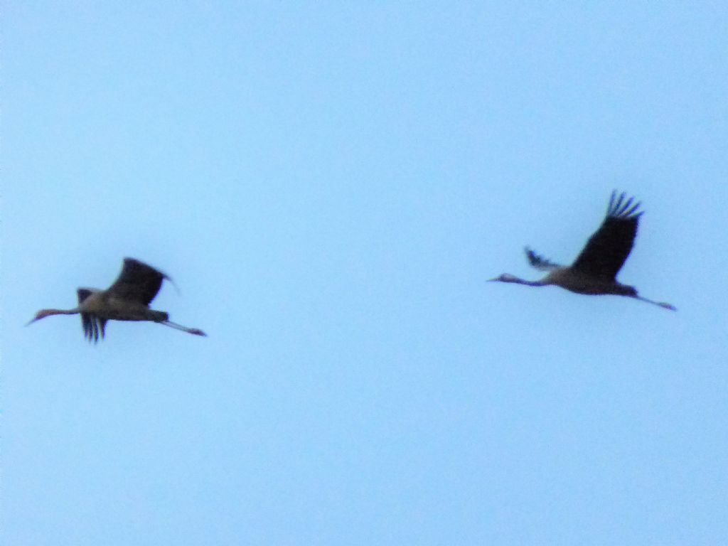 Gru (Grus grus)